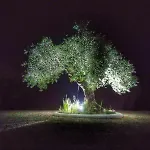 El Carmen *
